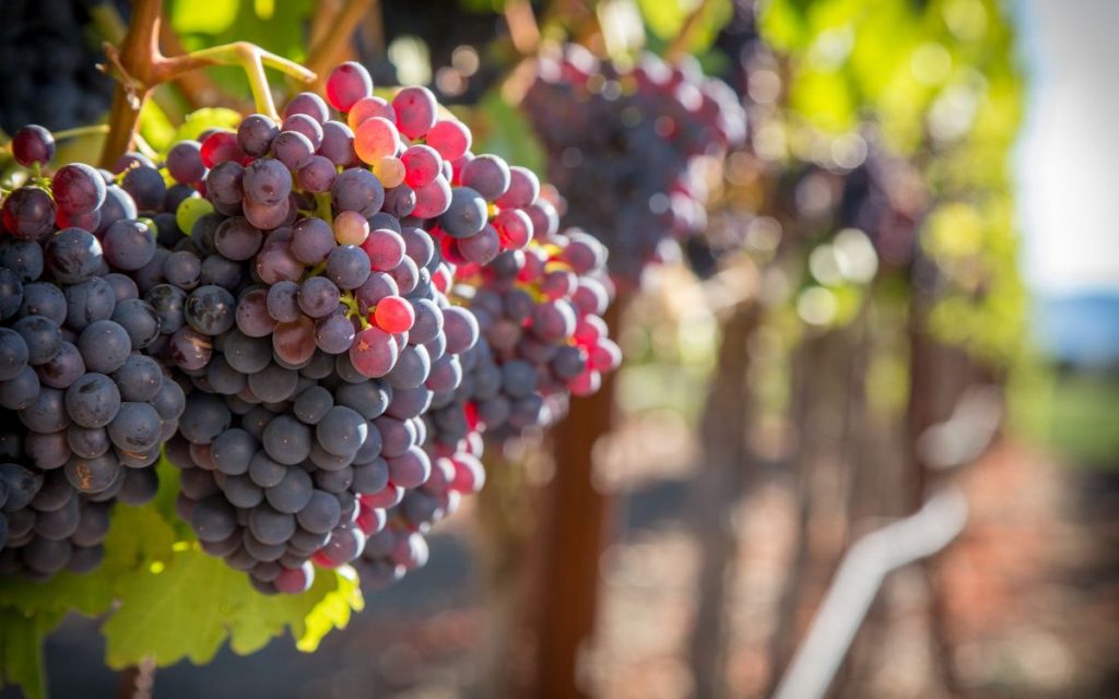 uvas