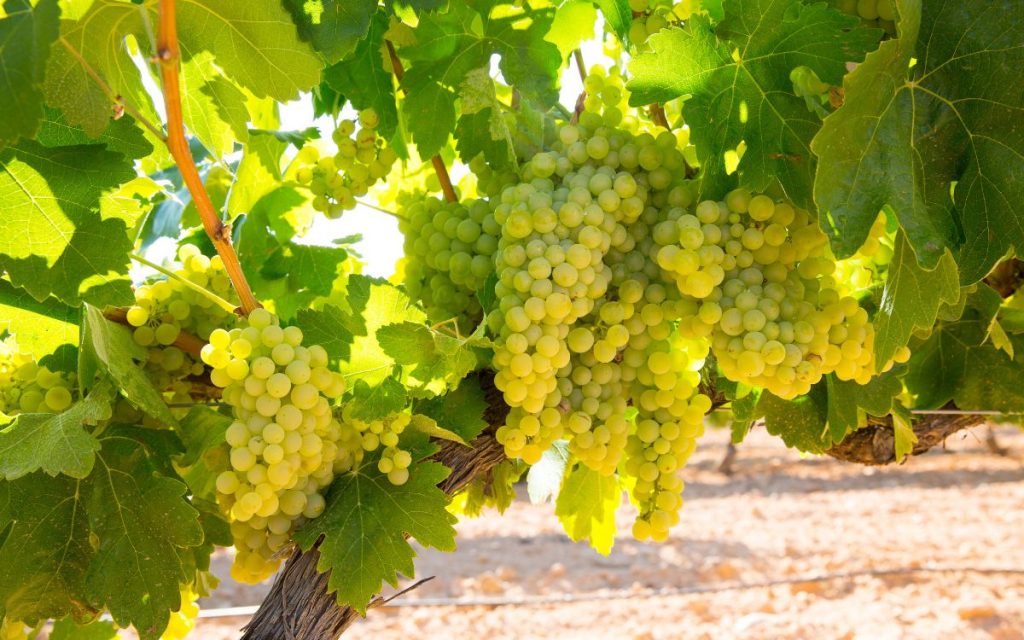 uvas